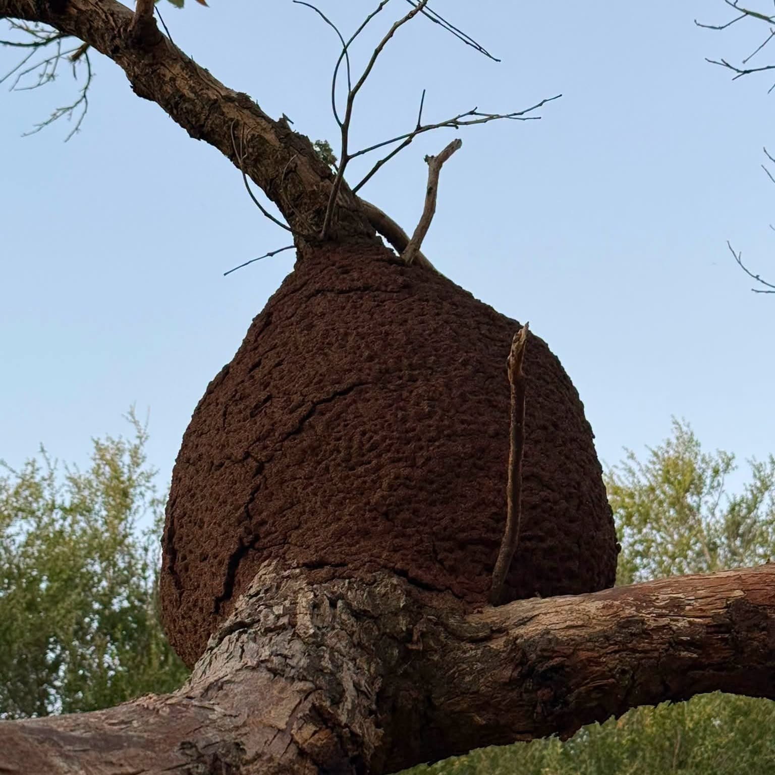 A large termite nest built around a tree branch